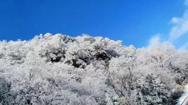 了解竟然拿鹦鹉鱼喂鳄鱼,他是怎么想的?的问题解答平台